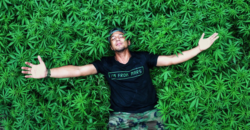 cannbis palma de mallorca - green rhino 420